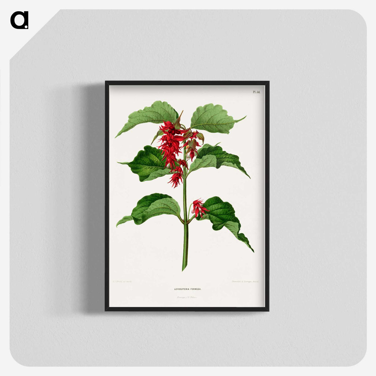 1-9_Nederlandsche-Flora-en-Pomona_blk-crop