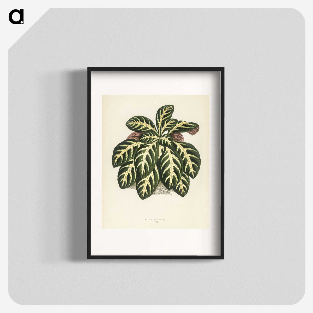 1-9_New-and-Rare-Beautiful-Leaved-Plants_blk