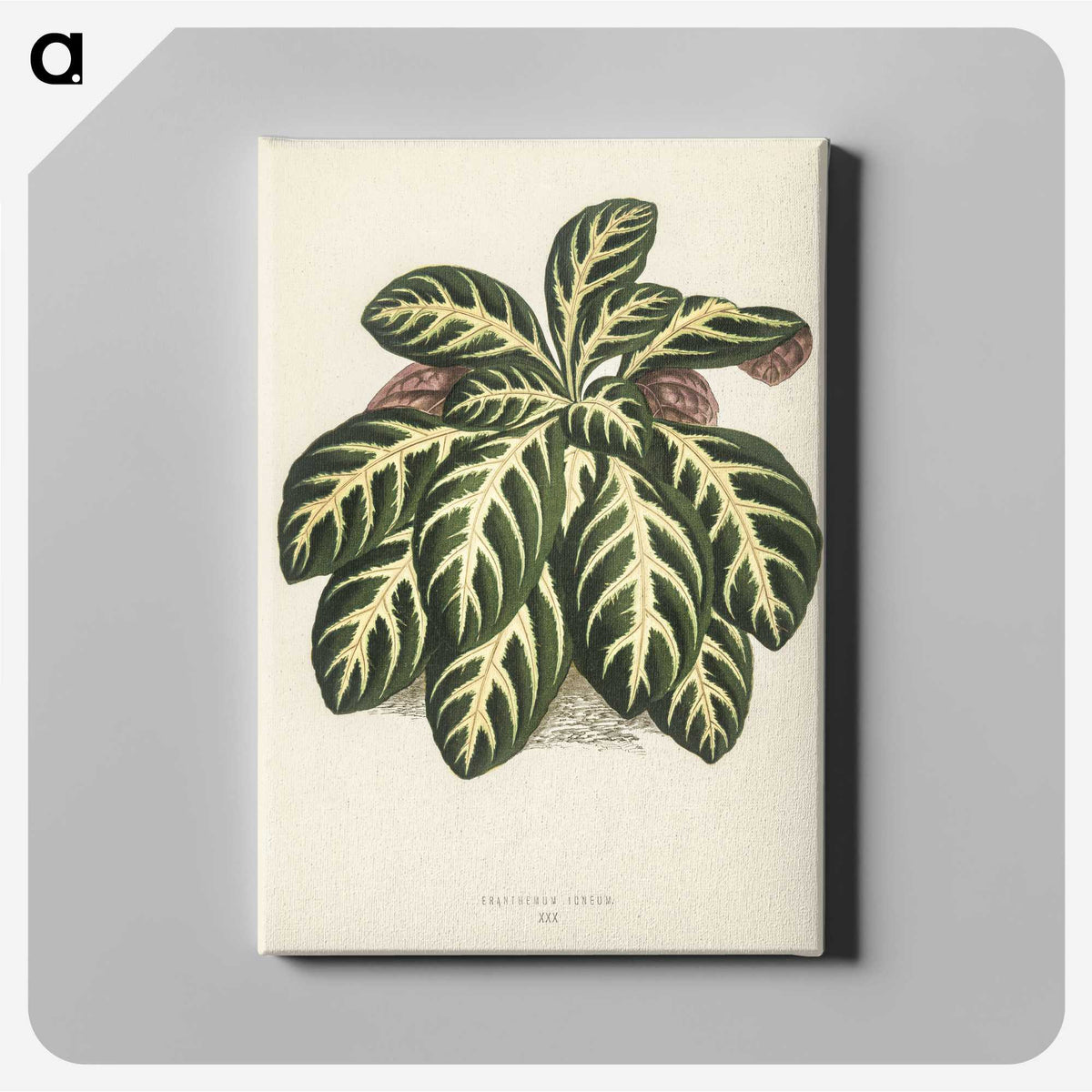 1-9_New-and-Rare-Beautiful-Leaved-Plants_canvas