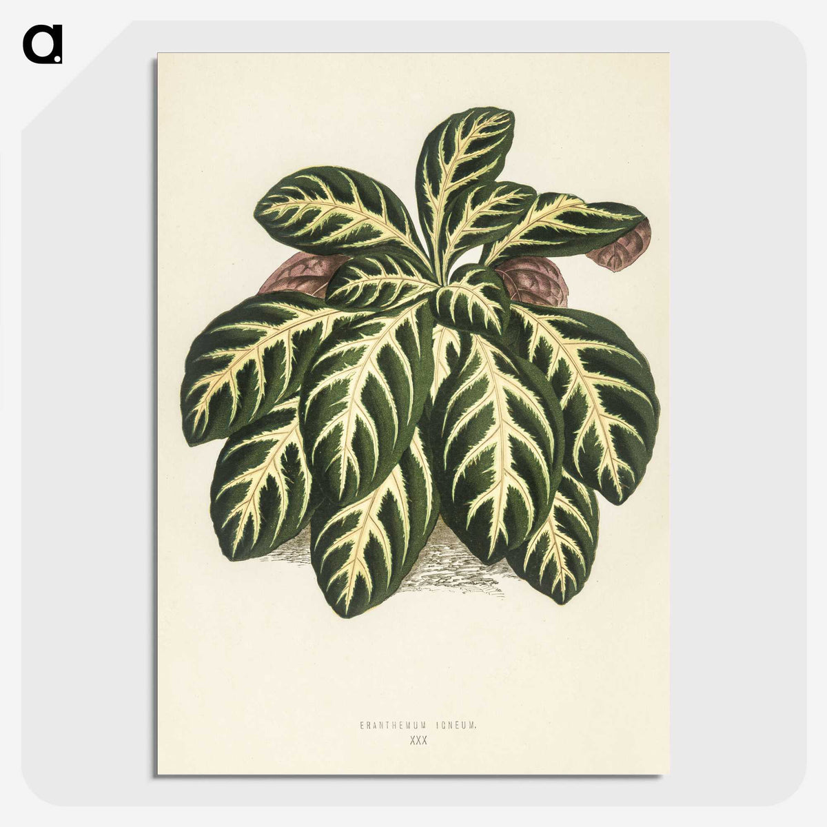 1-9_New-and-Rare-Beautiful-Leaved-Plants_picture-crop