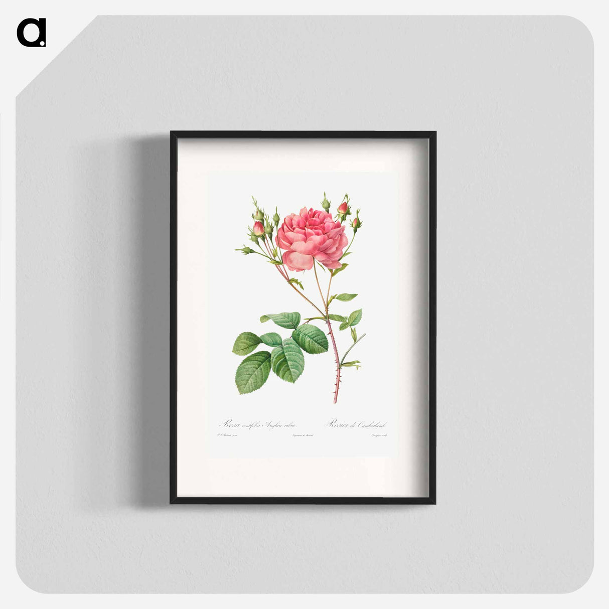 Rosa Centifolia Anglica Rubra - Pierre Joseph Redouté Poster.