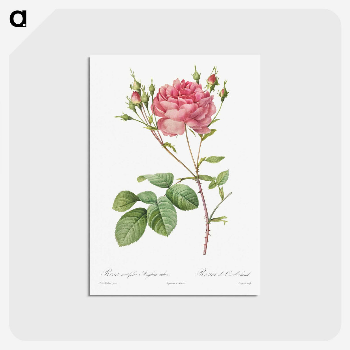 1-9_Pierre-Joseph-Redoute_postcard