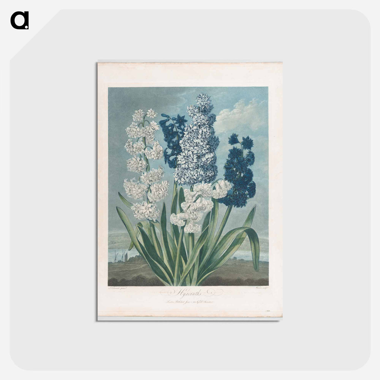 アートポストカード-Hyacinths
- ロバート ジョン ソーントン Postcard.