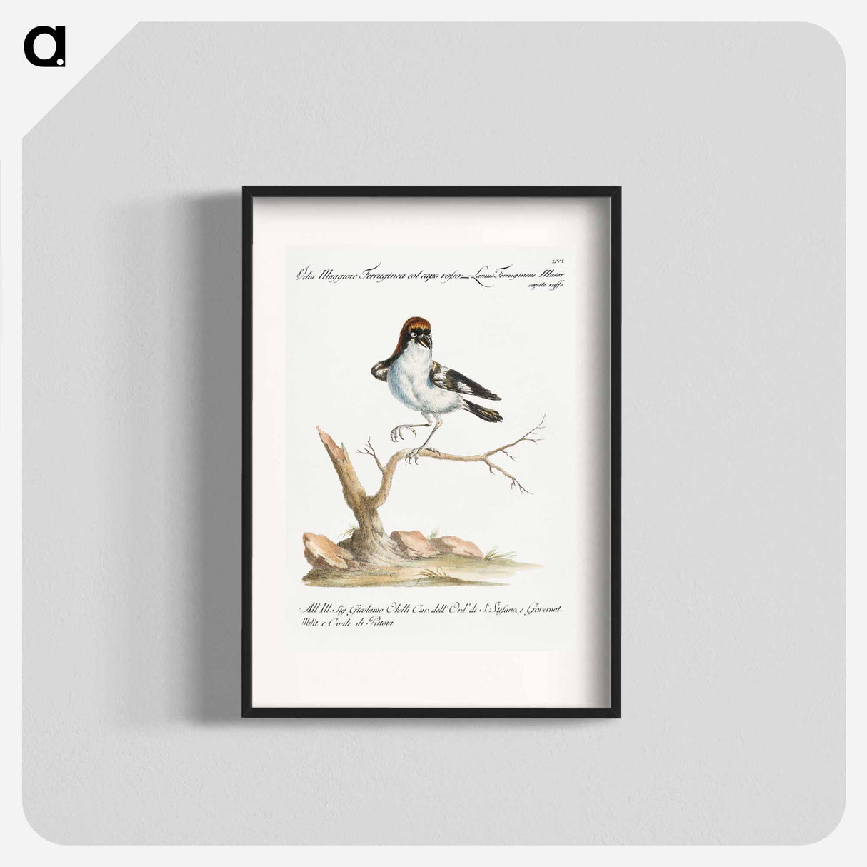 Lanius Ferrugineus Maior Capite Ruffo
- サヴェリオ マネッティ Poster.