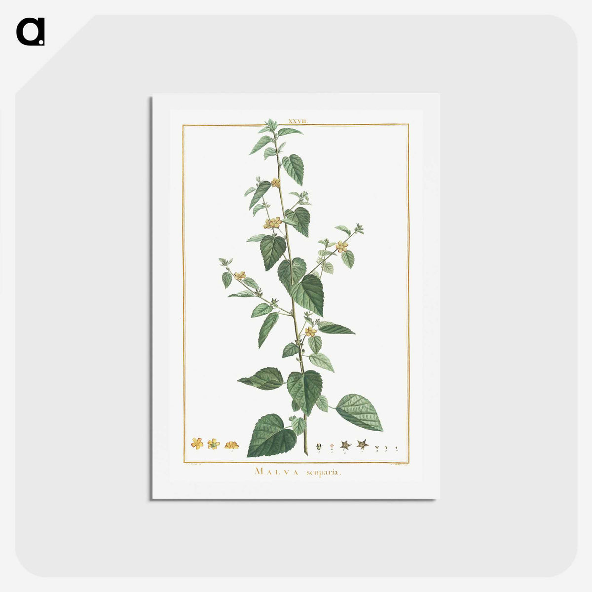1-9_Stirpes-Novae_hagaki