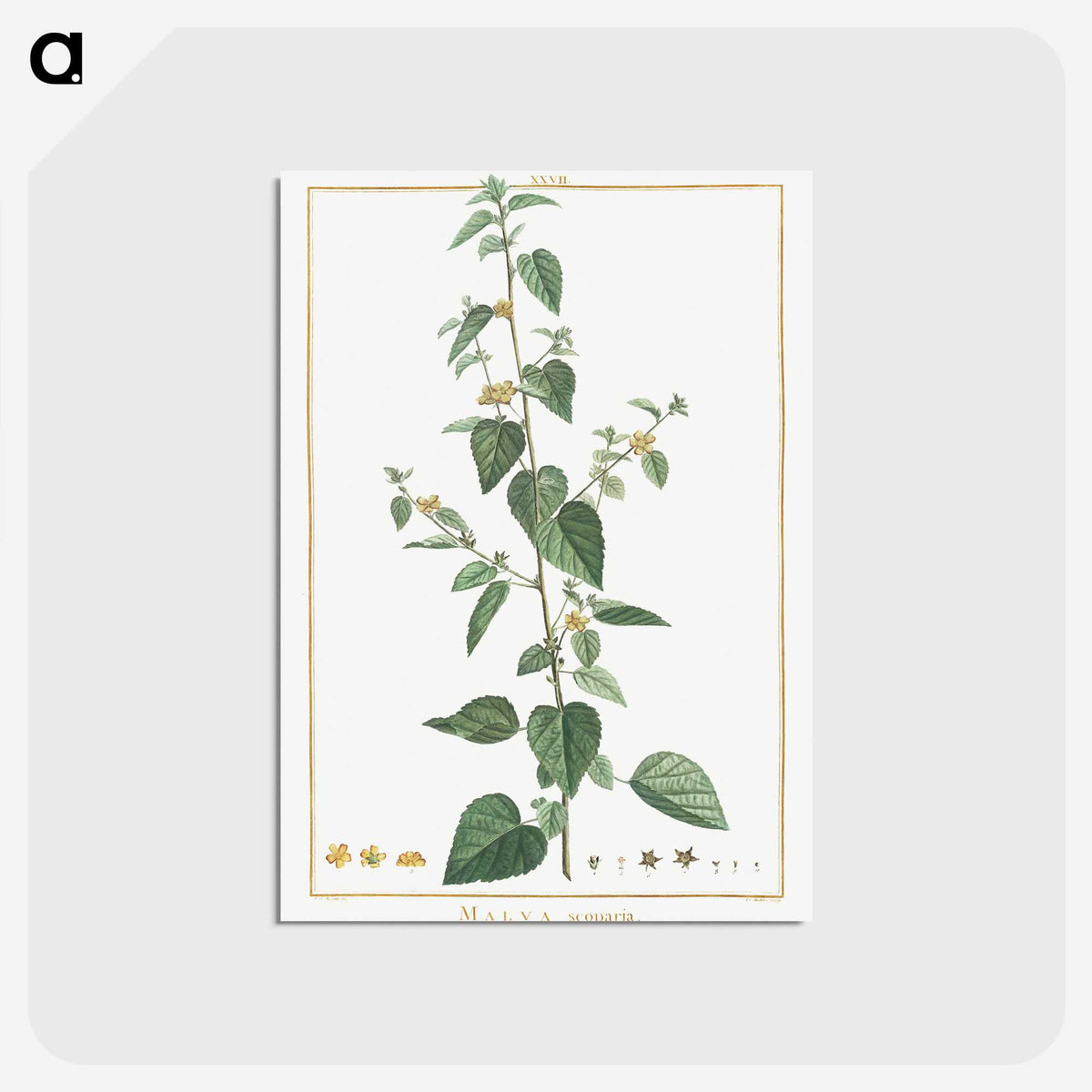 1-9_Stirpes-Novae_postcard