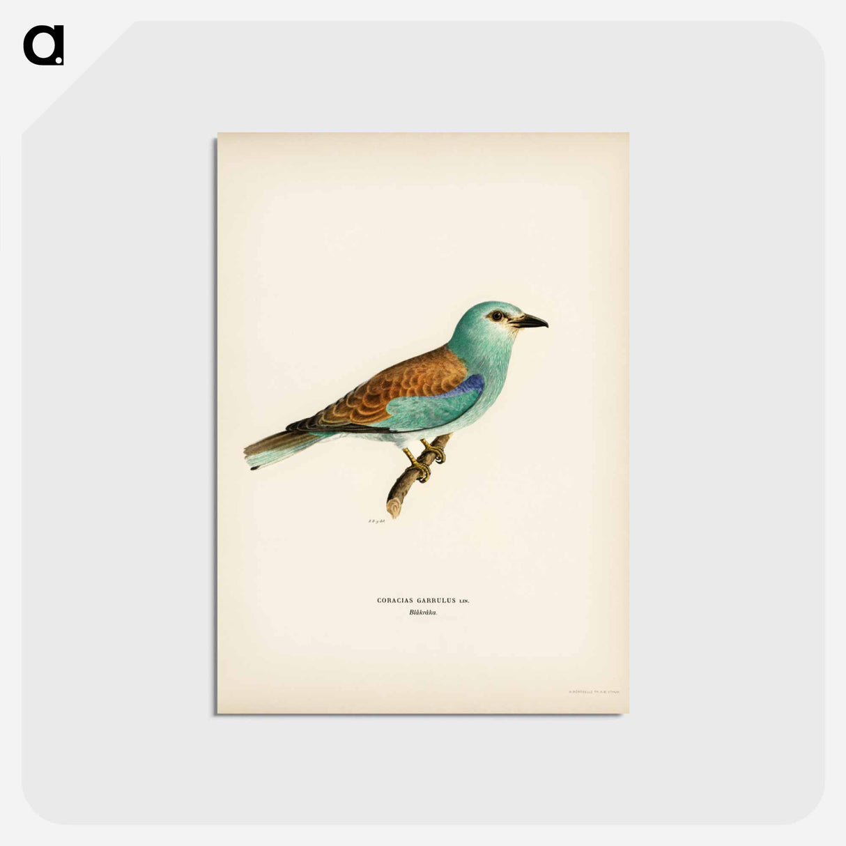 アートポストカード-European Roller
- スヴェンスカ フォグラル Postcard.
