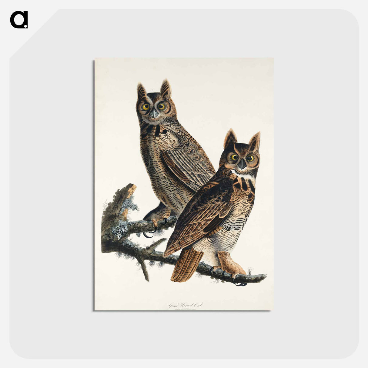 アートポストカード-Great Horned Owl from Birds of America
- アメリカの鳥たち Postcard.