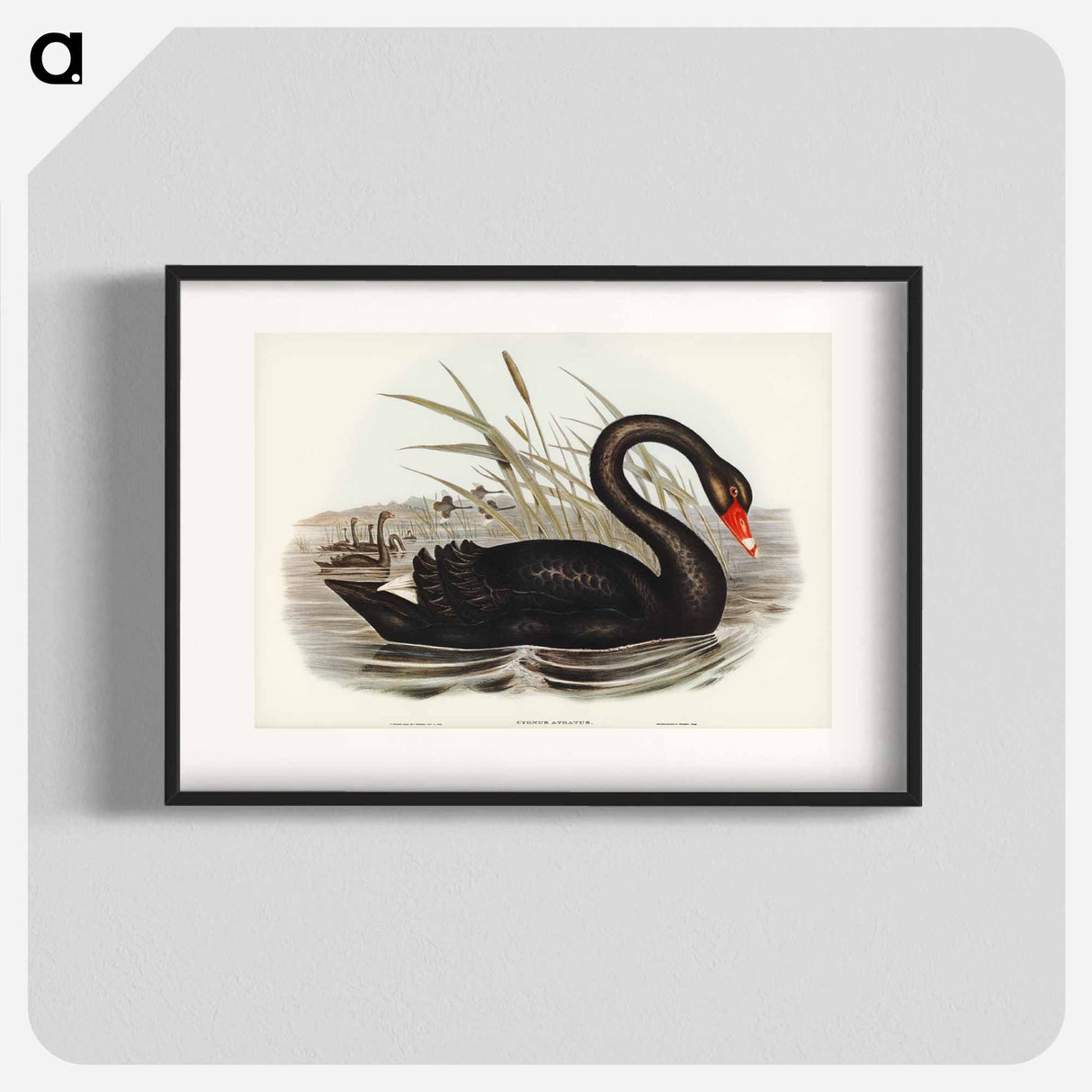 アートポスター-Black Swan
- オーストラリアの鳥 Poster.