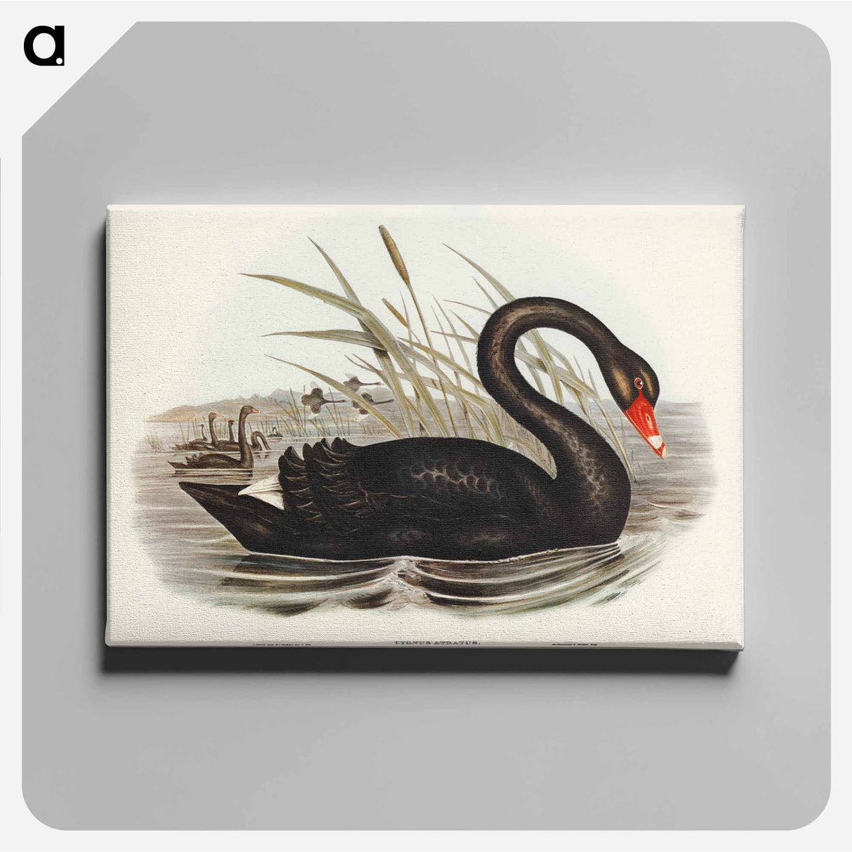 アートパネル-Black Swan
- オーストラリアの鳥 Canvas.