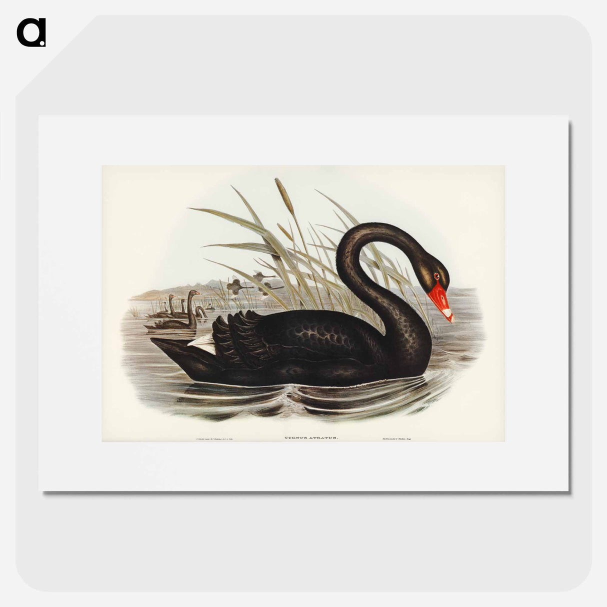 アートポスター-Black Swan
- オーストラリアの鳥 Poster.