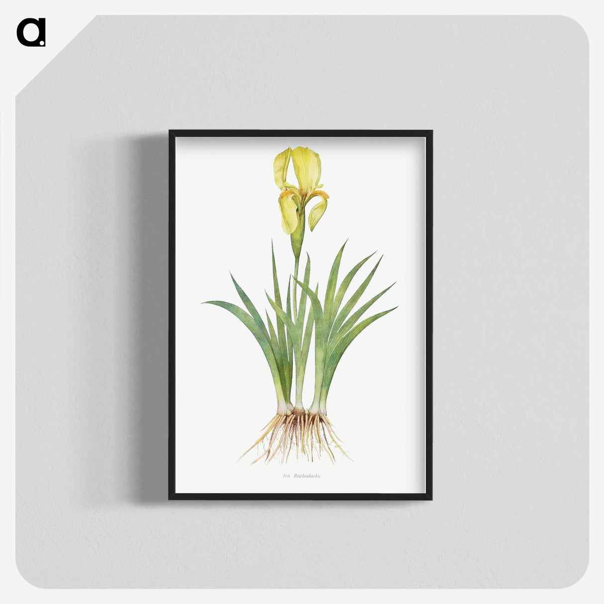 1-9_The-Genus-Iris_blk-crop