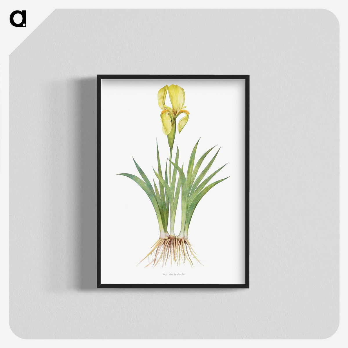 1-9_The-Genus-Iris_blk-crop