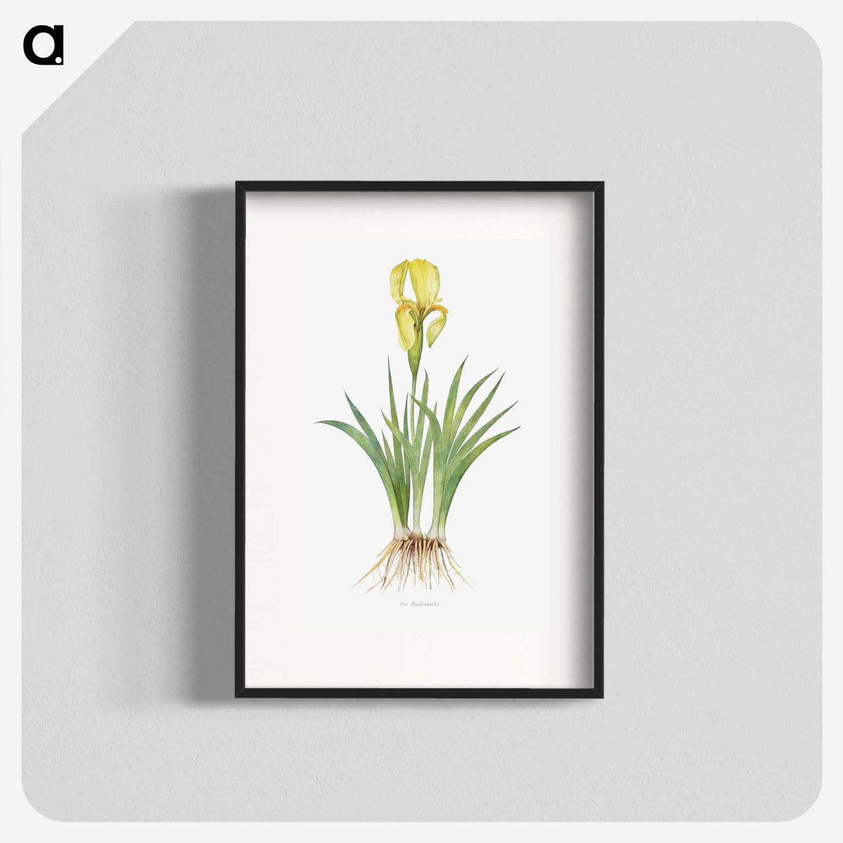 1-9_The-Genus-Iris_blk