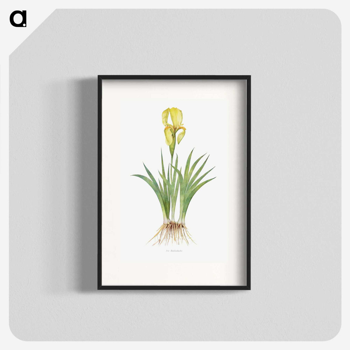 1-9_The-Genus-Iris_blk