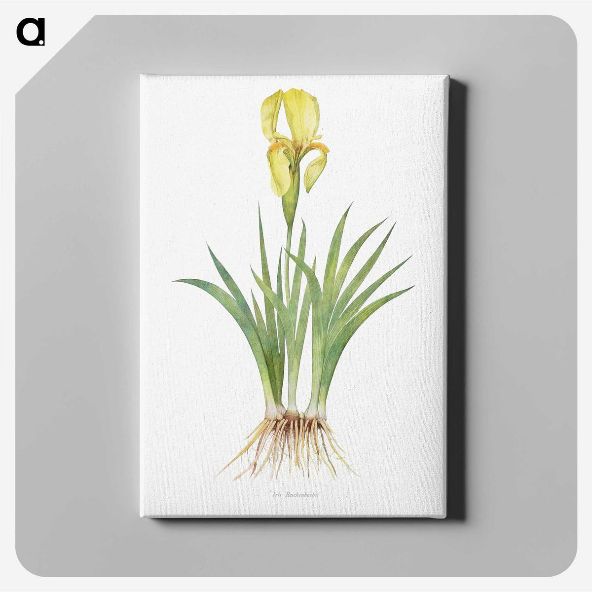 1-9_The-Genus-Iris_canvas