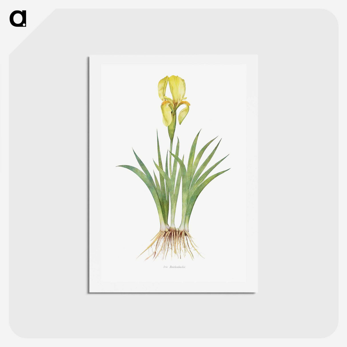1-9_The-Genus-Iris_hagaki