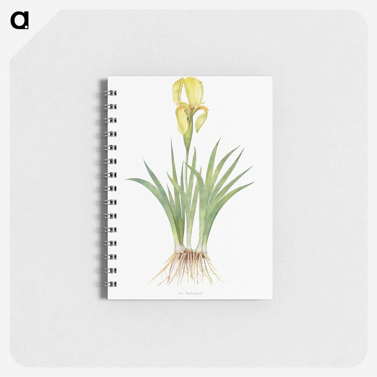 1-9_The-Genus-Iris_memo