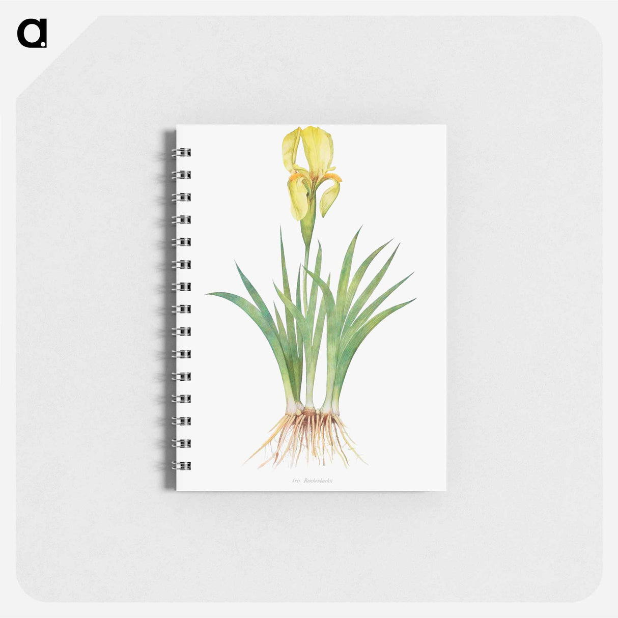 アートメモ帳-Iris Reichenbachii from The genus Iris
- アヤメ属 Memo.