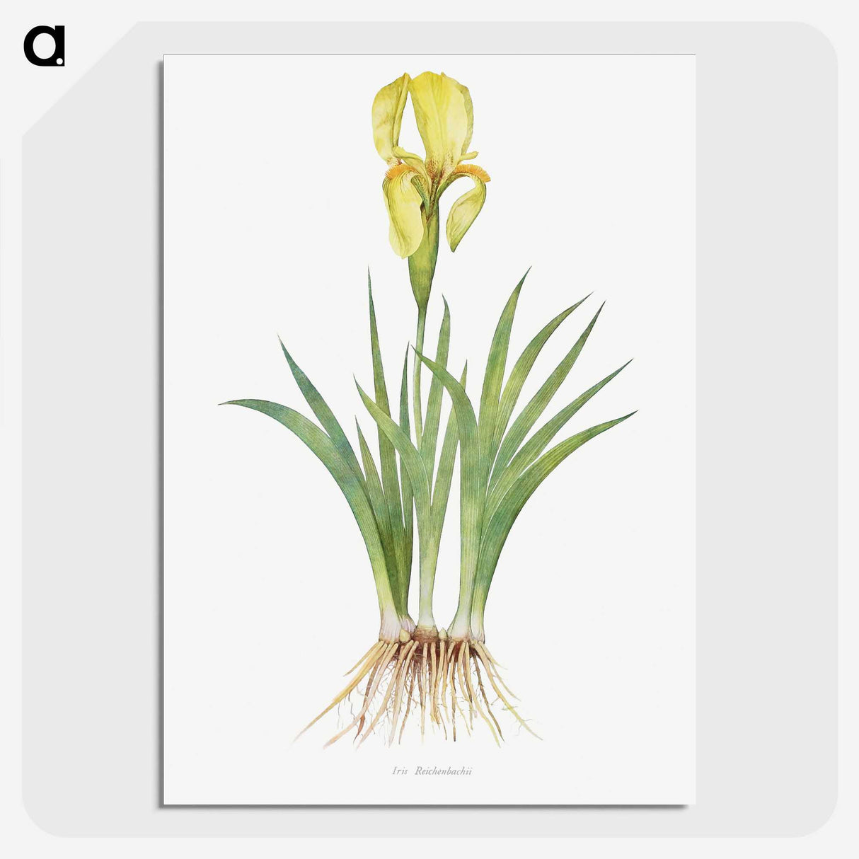 1-9_The-Genus-Iris_picture-crop