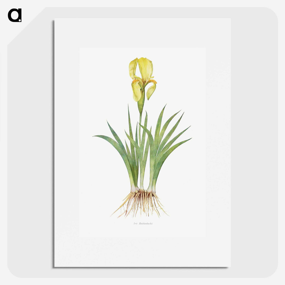 1-9_The-Genus-Iris_picture