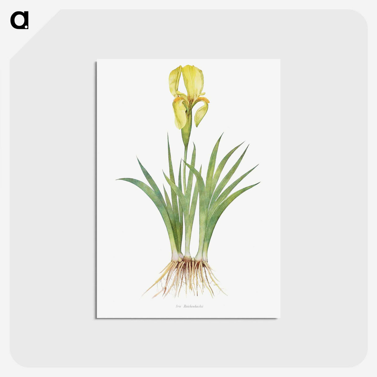 1-9_The-Genus-Iris_postcard