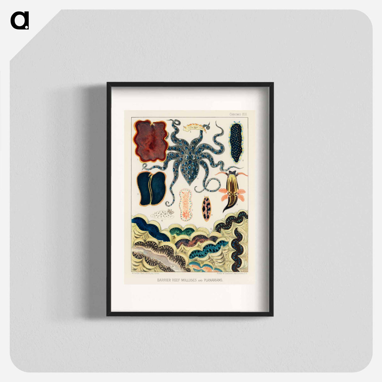 Barrier Reef Molluscs and Planarians - オーストラリアのグレートバリアリーフ Poster.