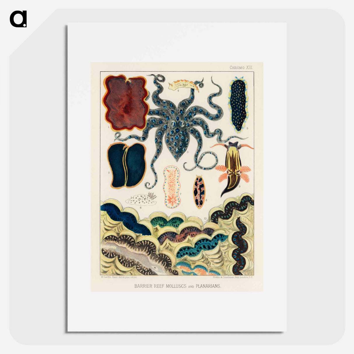 Barrier Reef Molluscs and Planarians - オーストラリアのグレートバリアリーフ Poster.