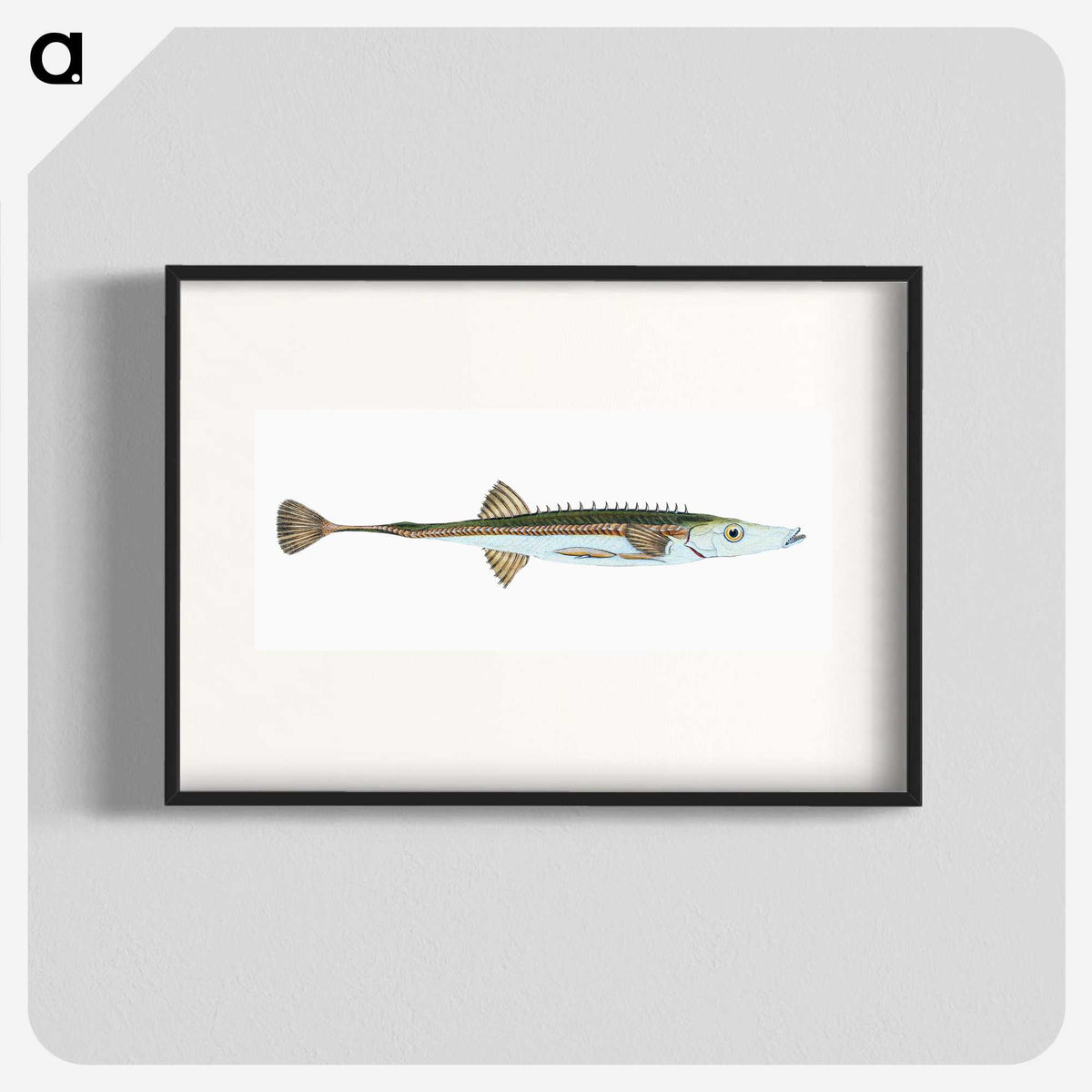 1-9_The-Natural-History-of-British-Fishes_blk