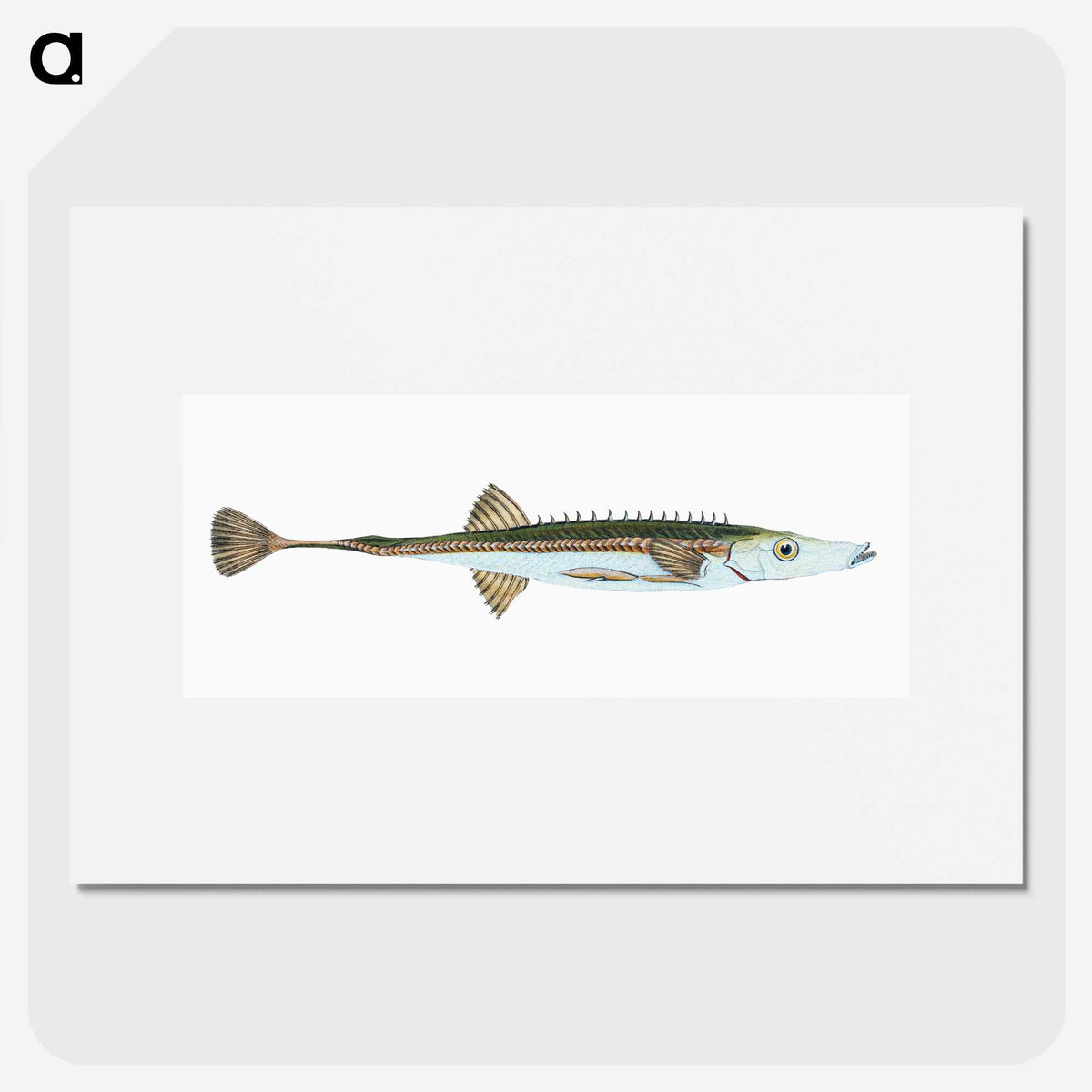 1-9_The-Natural-History-of-British-Fishes_picture