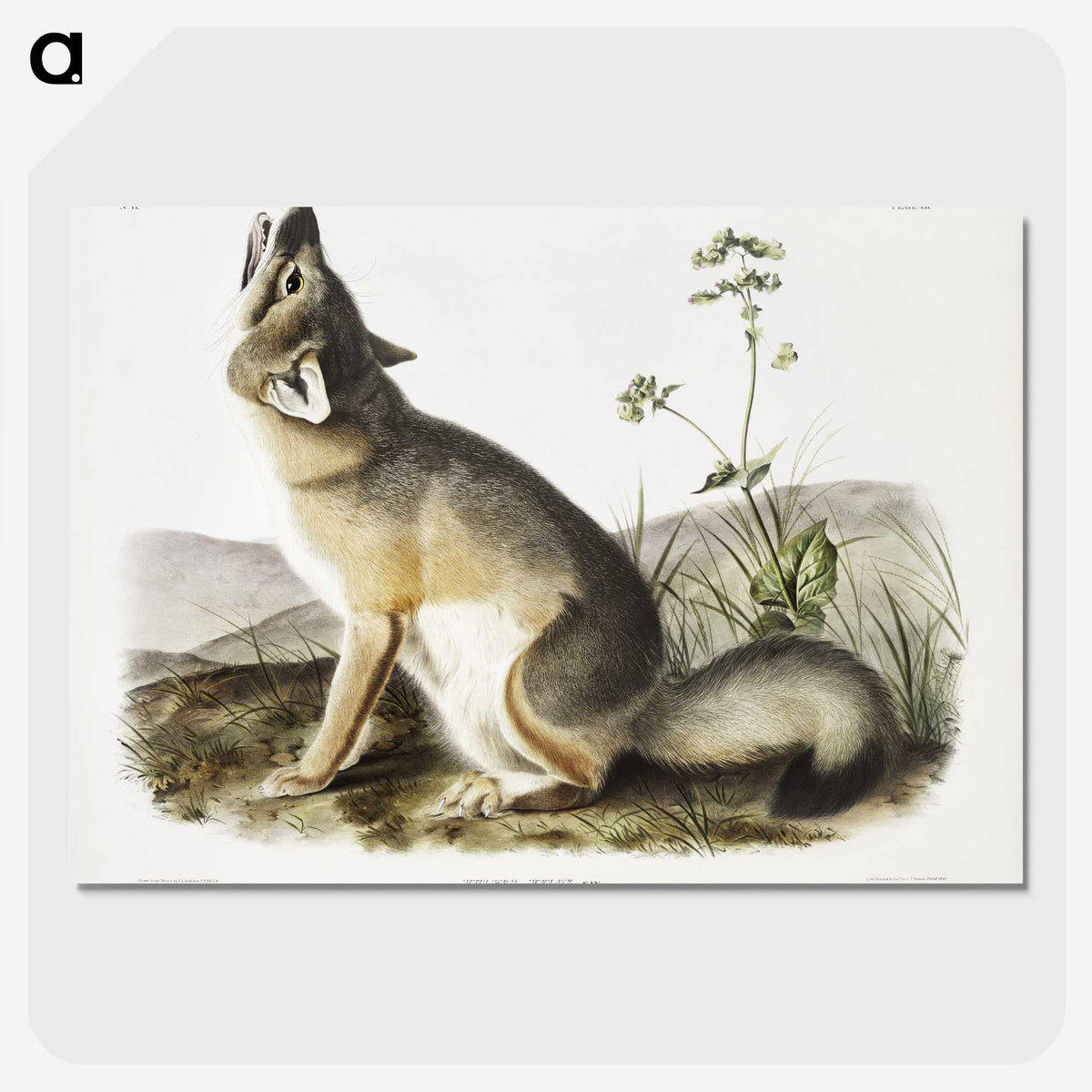1-9_The-Viviparous-Quadrupeds_picture-crop