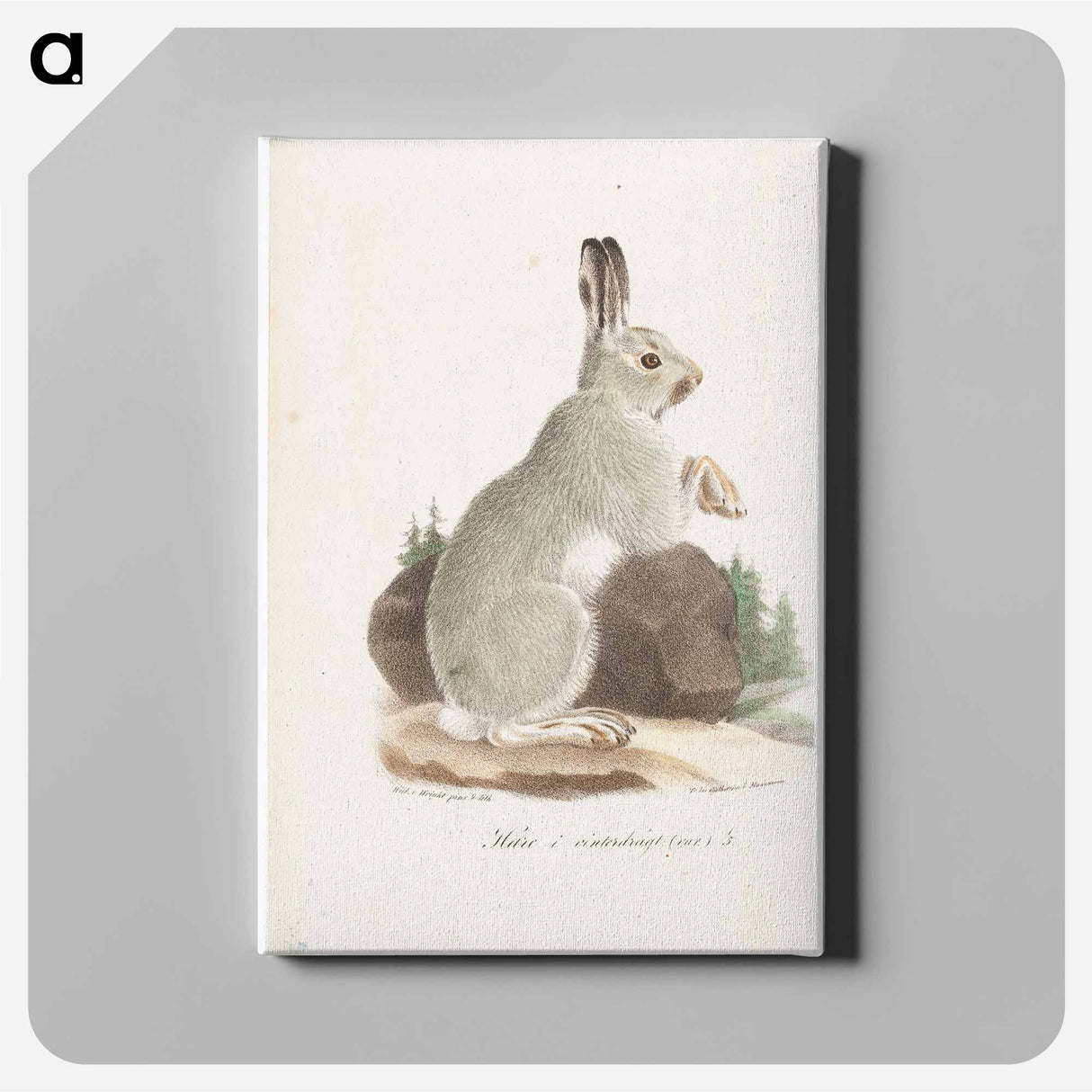 Jänis talviasussa, tidskrift för jägare och naturforskare -lehden kuvitusta - ヴィルヘルム フォン ライト Canvas.