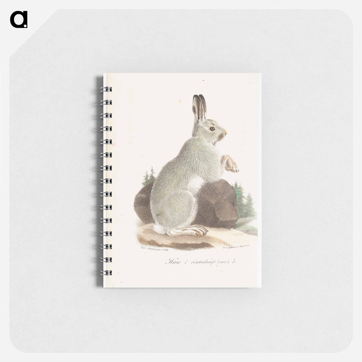 Jänis talviasussa, tidskrift för jägare och naturforskare -lehden kuvitusta - ヴィルヘルム フォン ライト Memo.