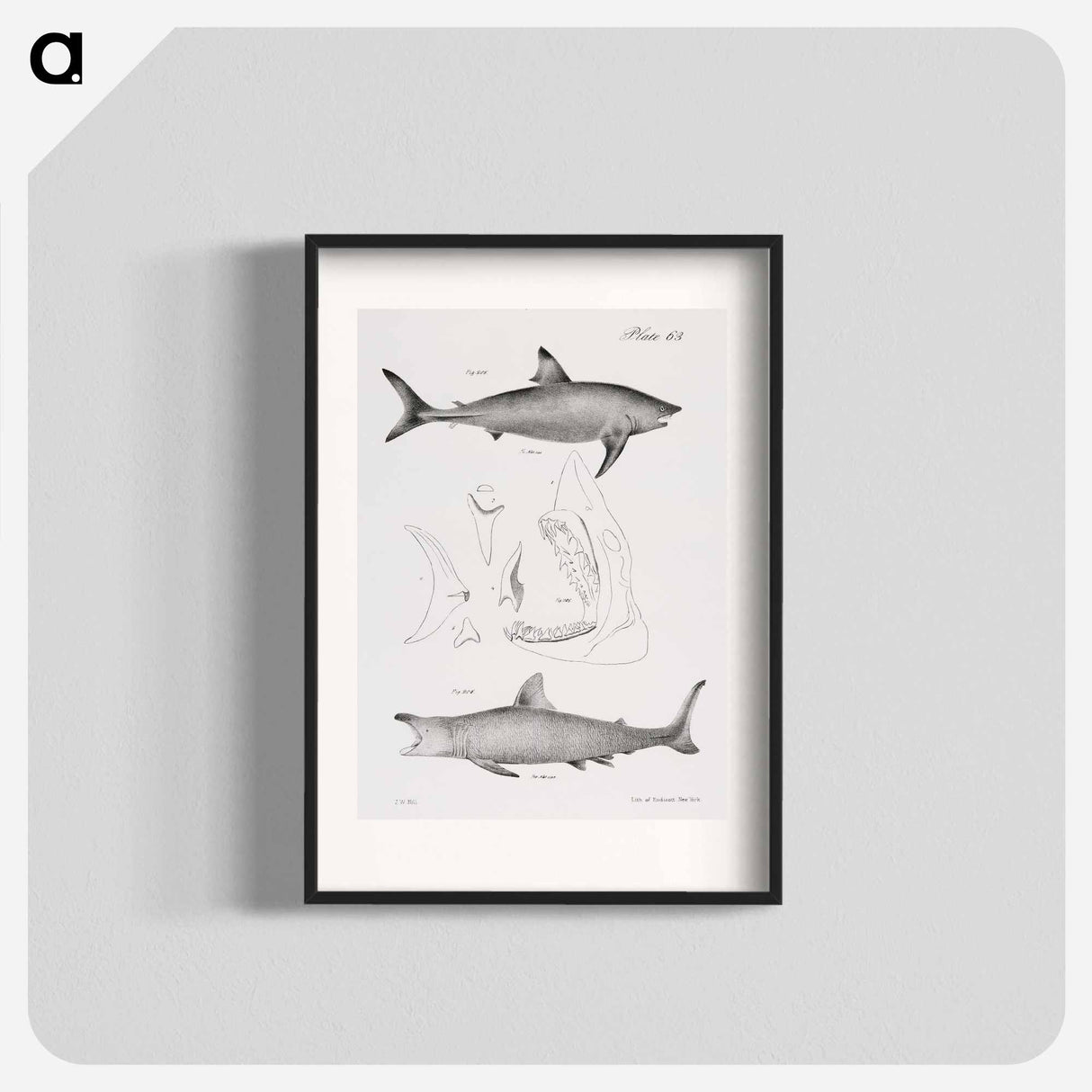 The Mackerel Porbeagle (Lamna punctata) The Basking Shark (Selachus maximus) - ニューヨークの動物学 Poster.