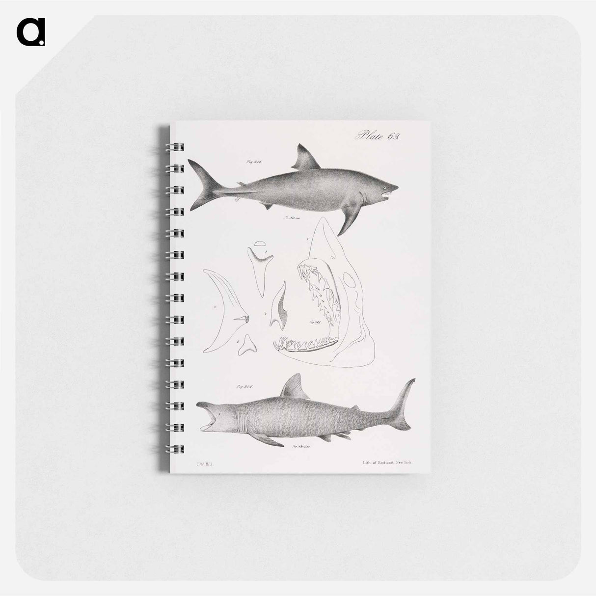 The Mackerel Porbeagle (Lamna punctata) The Basking Shark (Selachus maximus) - ニューヨークの動物学 Memo.