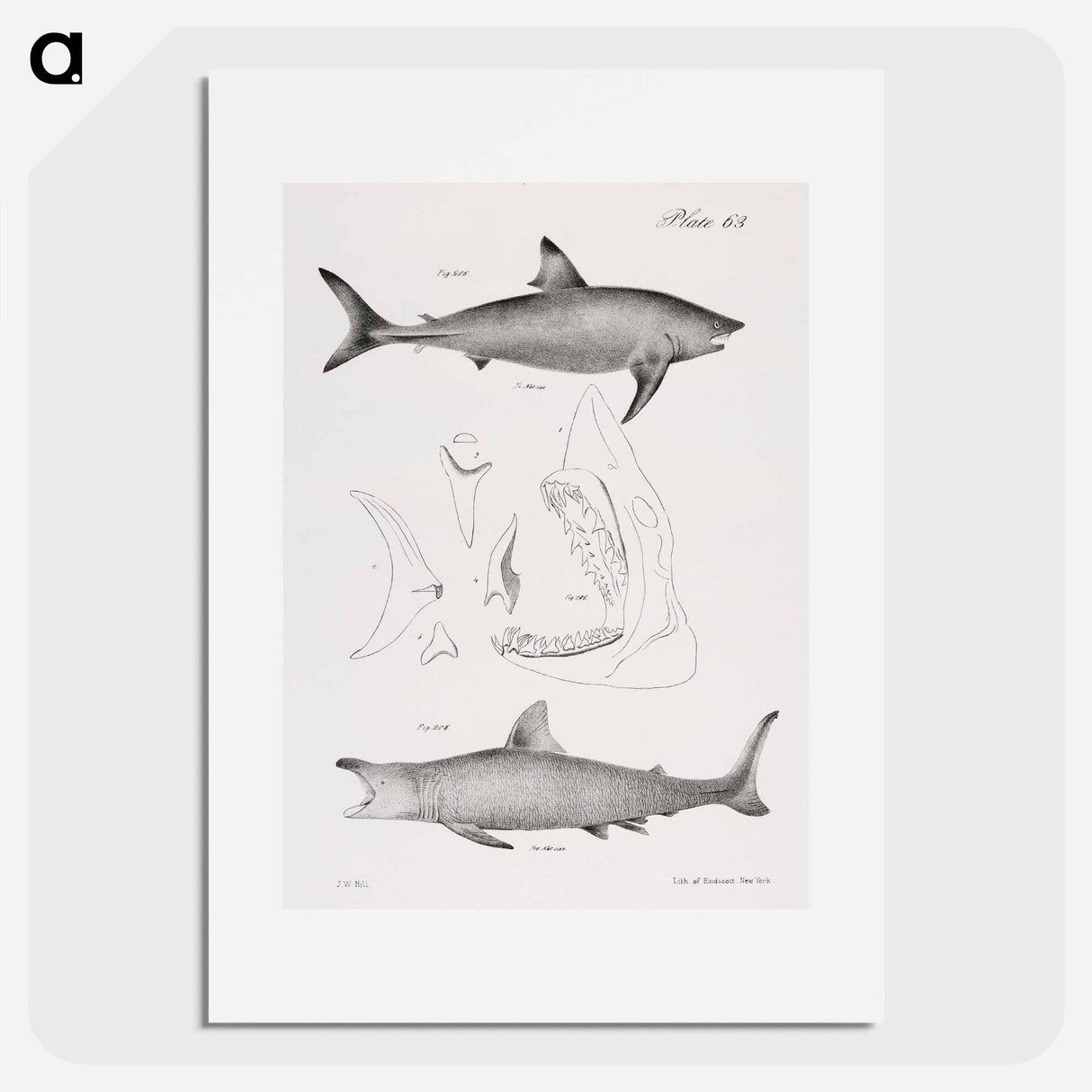The Mackerel Porbeagle (Lamna punctata) The Basking Shark (Selachus maximus) - ニューヨークの動物学 Poster.