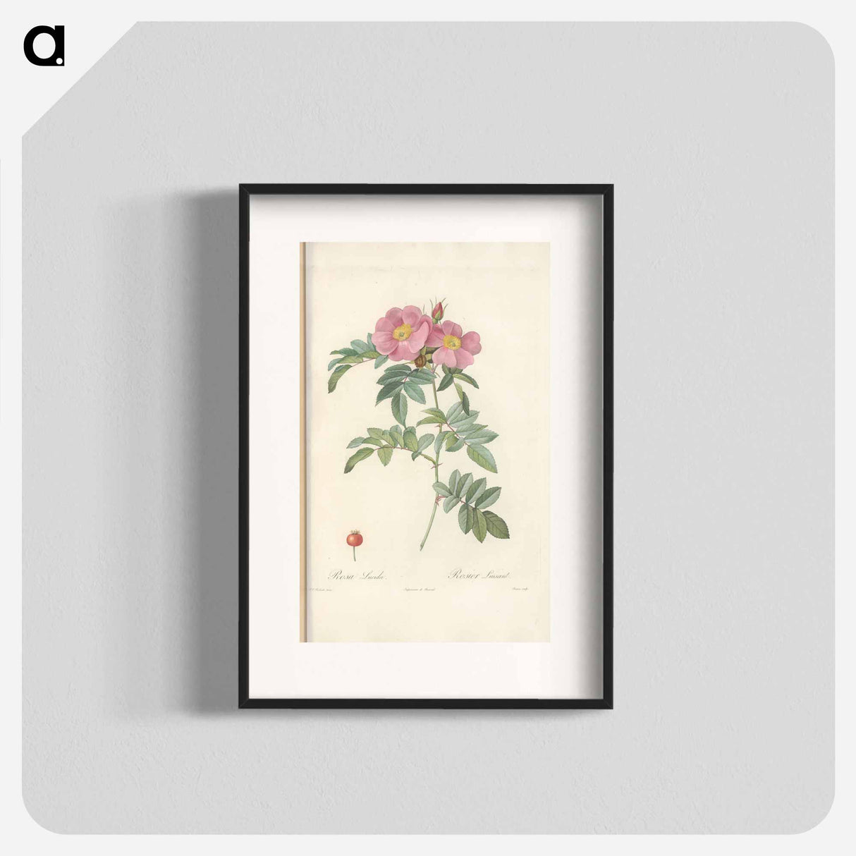 Rose illustration - Pierre Joseph Redouté Poster.