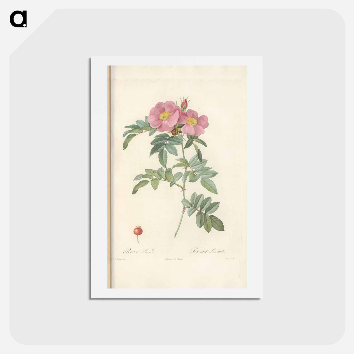 アートポストカード-Rose illustration - ピエール ジョゼフ ルドゥーテ Postcard.