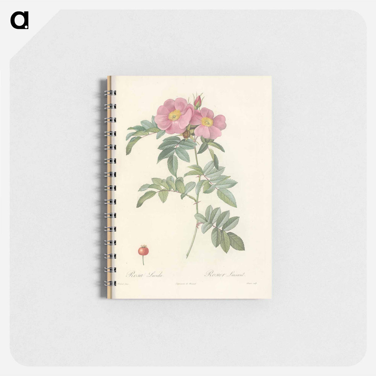 Rose illustration - ピエール ジョゼフ ルドゥーテ Memo.