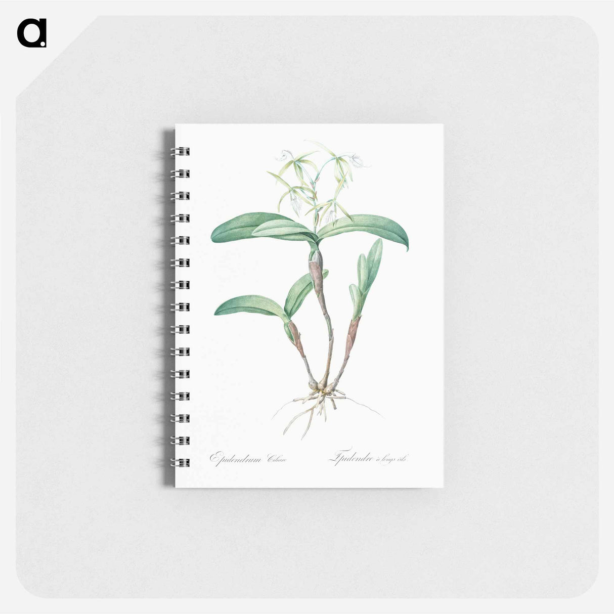 Fringed Star Orchid - ピエール ジョゼフ ルドゥーテ Memo.