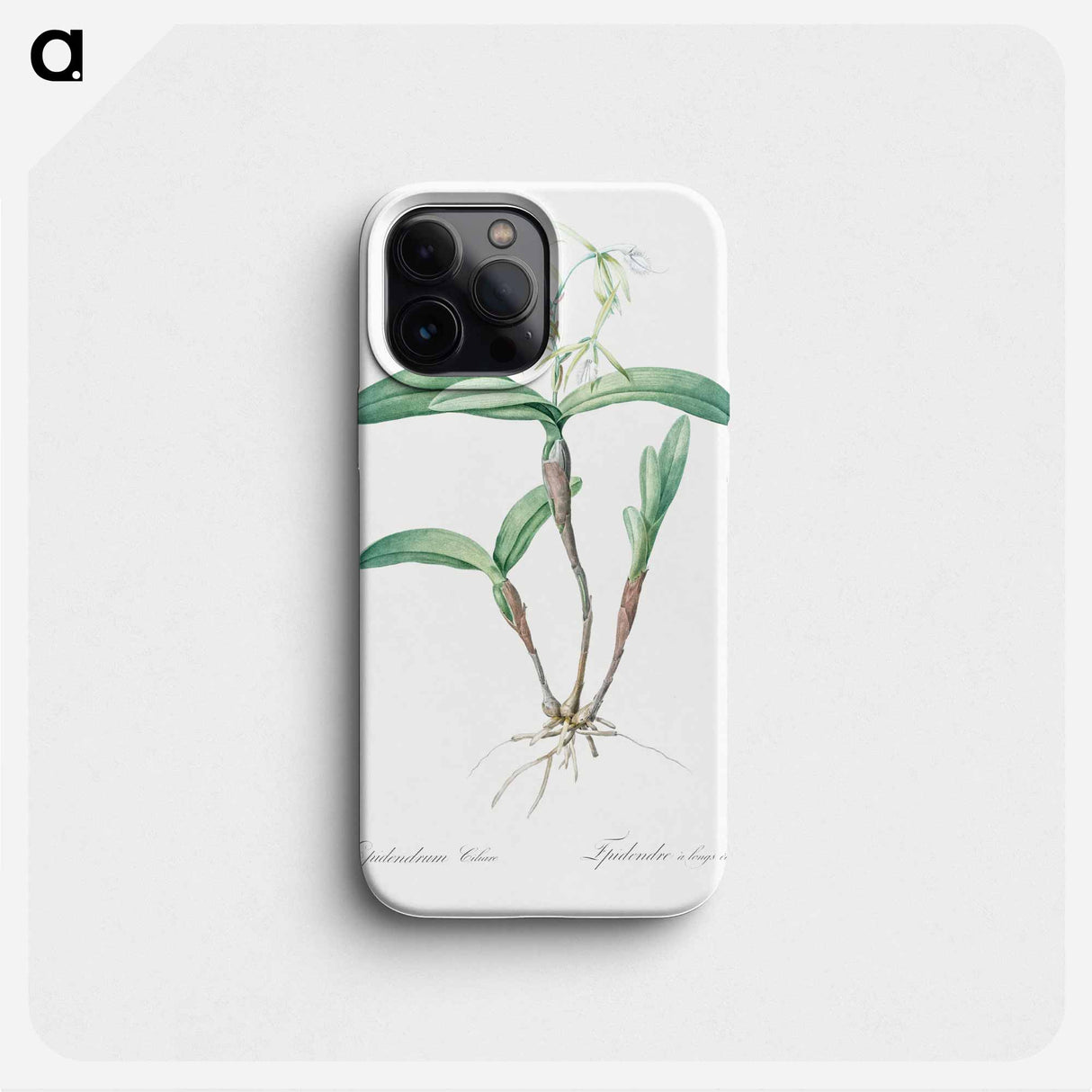 Fringed Star Orchid - ピエール ジョゼフ ルドゥーテ Phone Case.