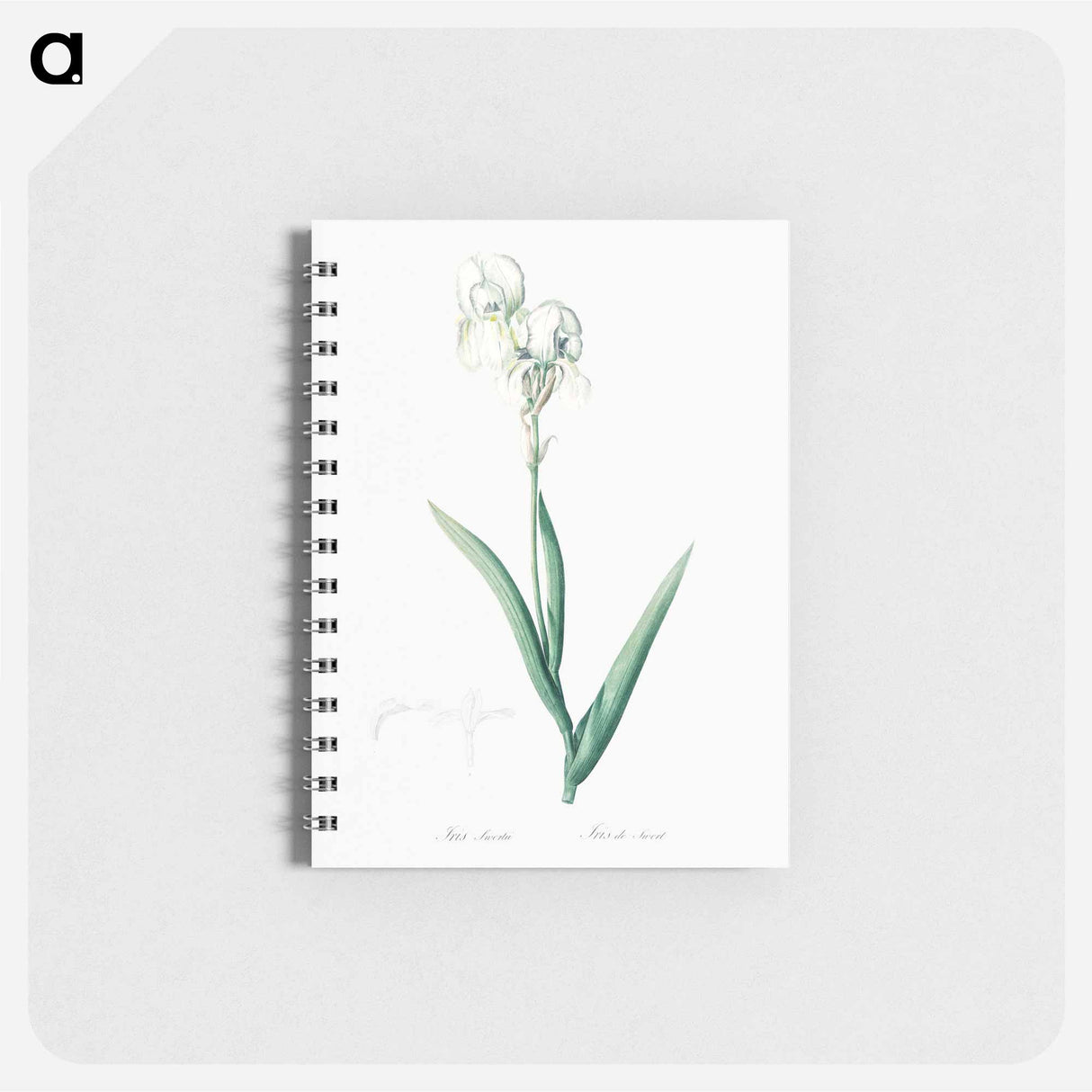 Tall bearded iris illustration - ピエール ジョゼフ ルドゥーテ Memo.