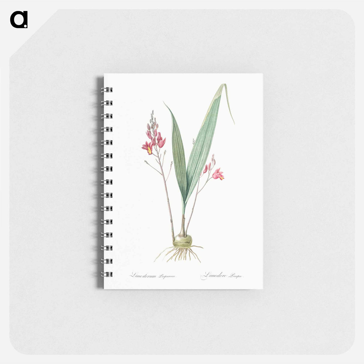 アートメモ帳-Pine pink illustration - ピエール ジョゼフ ルドゥーテ Memo.