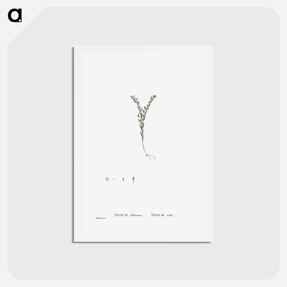 アートポストカード-Sedum Villosum (Hairy Stonecro) - ピエール ジョゼフ ルドゥーテ Postcard.