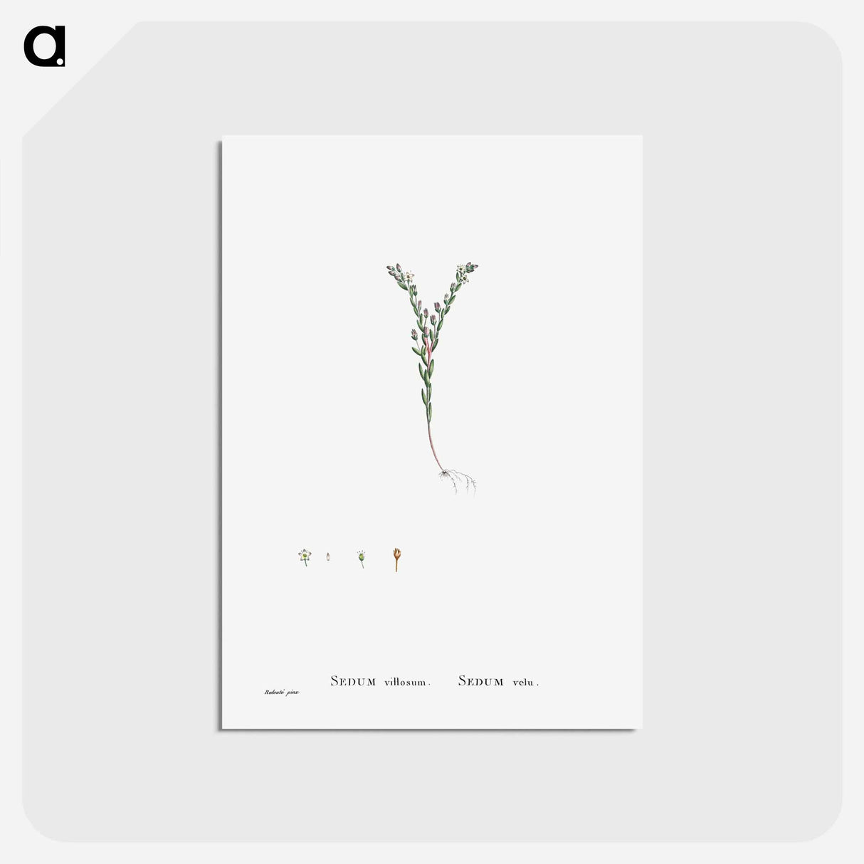アートポストカード-Sedum Villosum (Hairy Stonecro) - ピエール ジョゼフ ルドゥーテ Postcard.