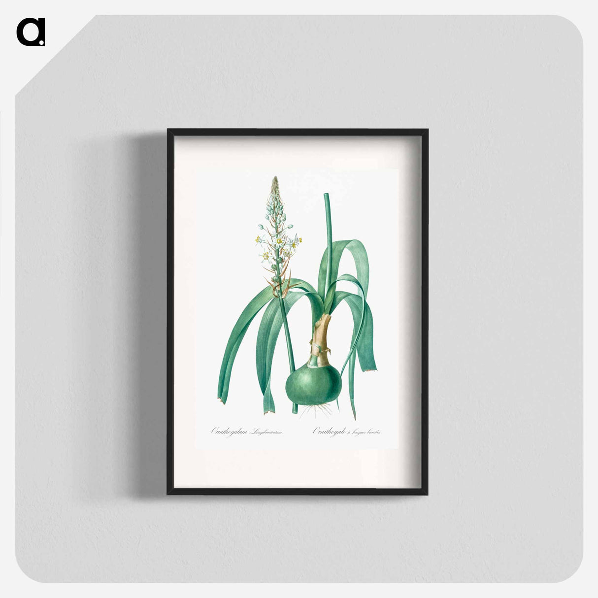 Pregnant onion illustration - Pierre Joseph Redouté Poster.