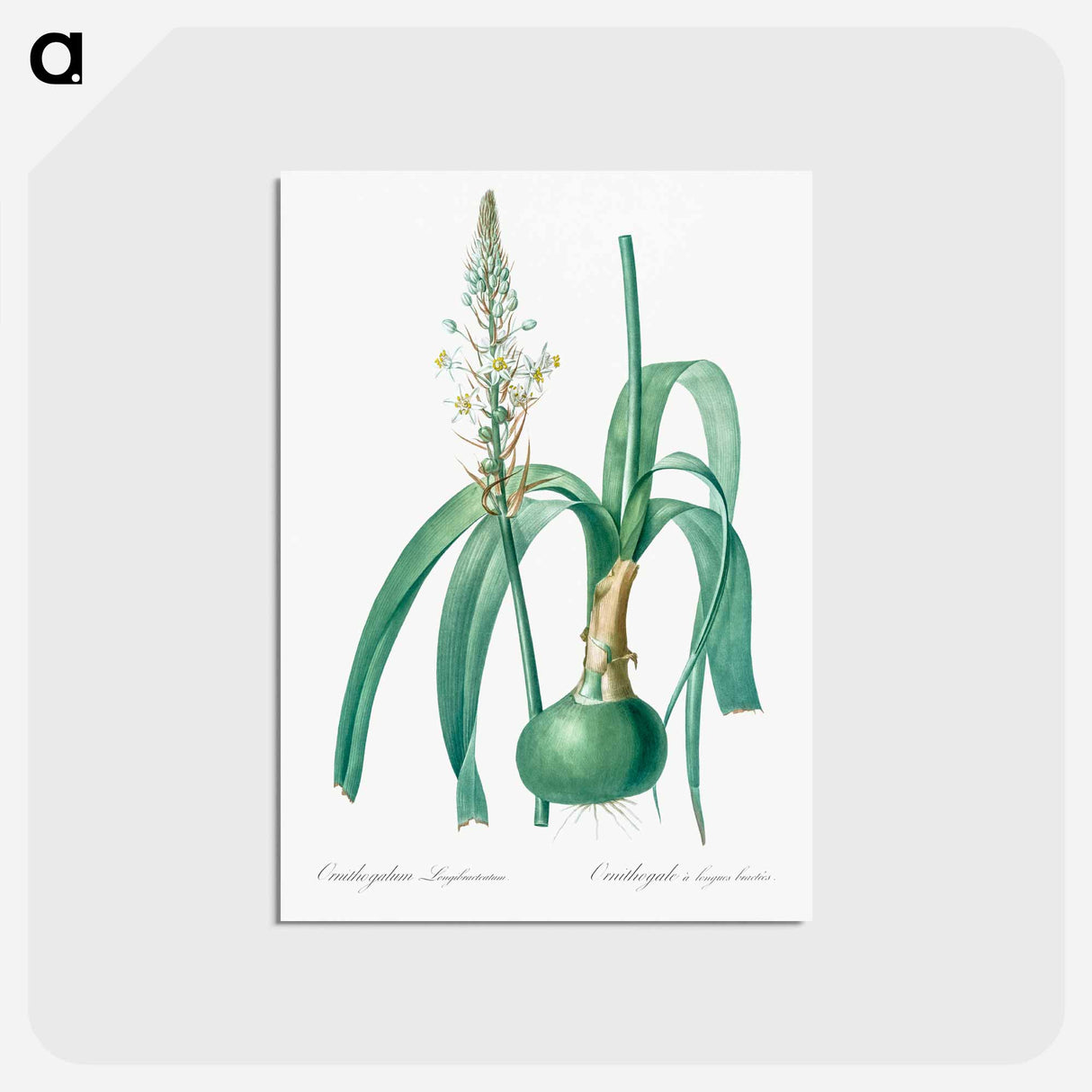 アートポストカード-Pregnant onion illustration - ピエール ジョゼフ ルドゥーテ Postcard.