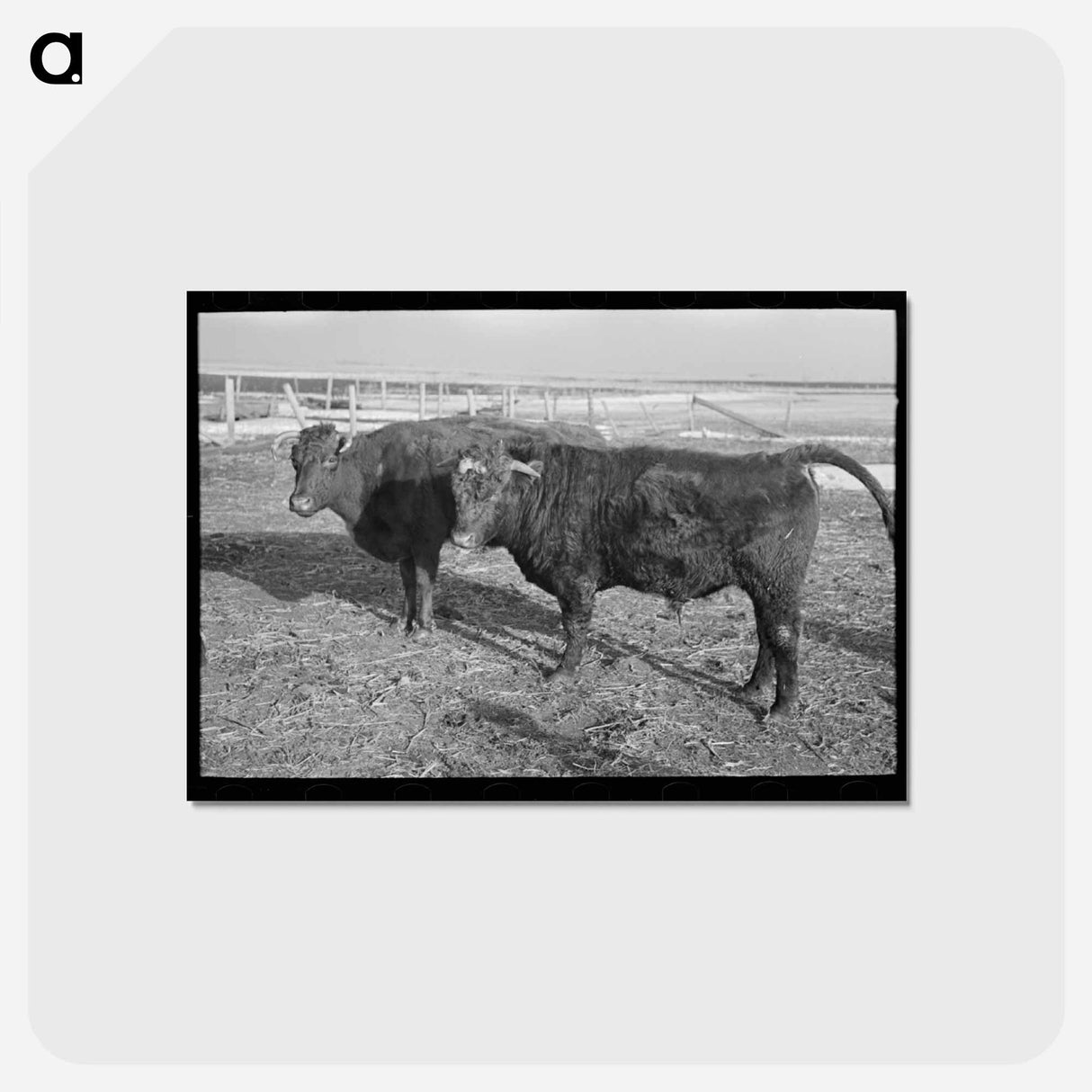 アートポストカード-Shorthorn Cattle Herd
- ラッセル リー Postcard.