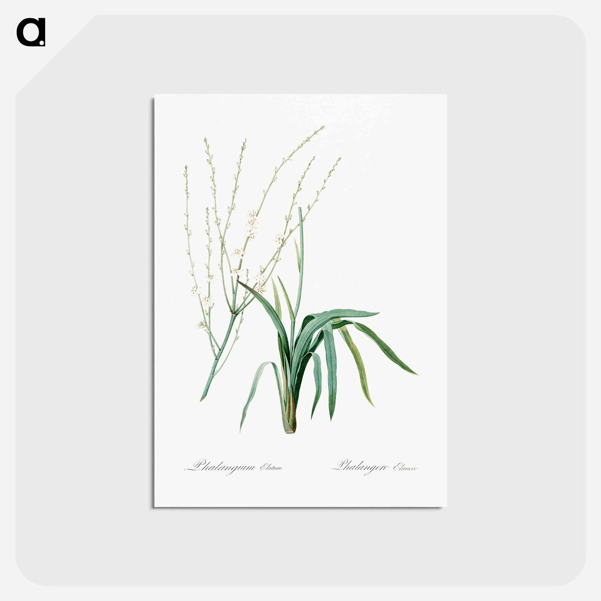 アートポストカード-Phalangium elatum - ピエール ジョゼフ ルドゥーテ Postcard.
