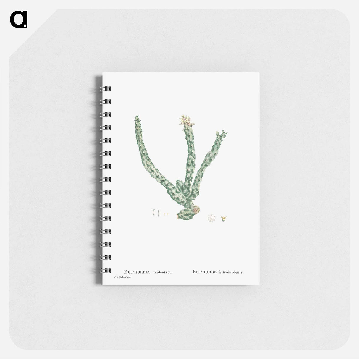 アートメモ帳-Euphorbia Tridentata (Spurge) - ピエール ジョゼフ ルドゥーテ Memo.